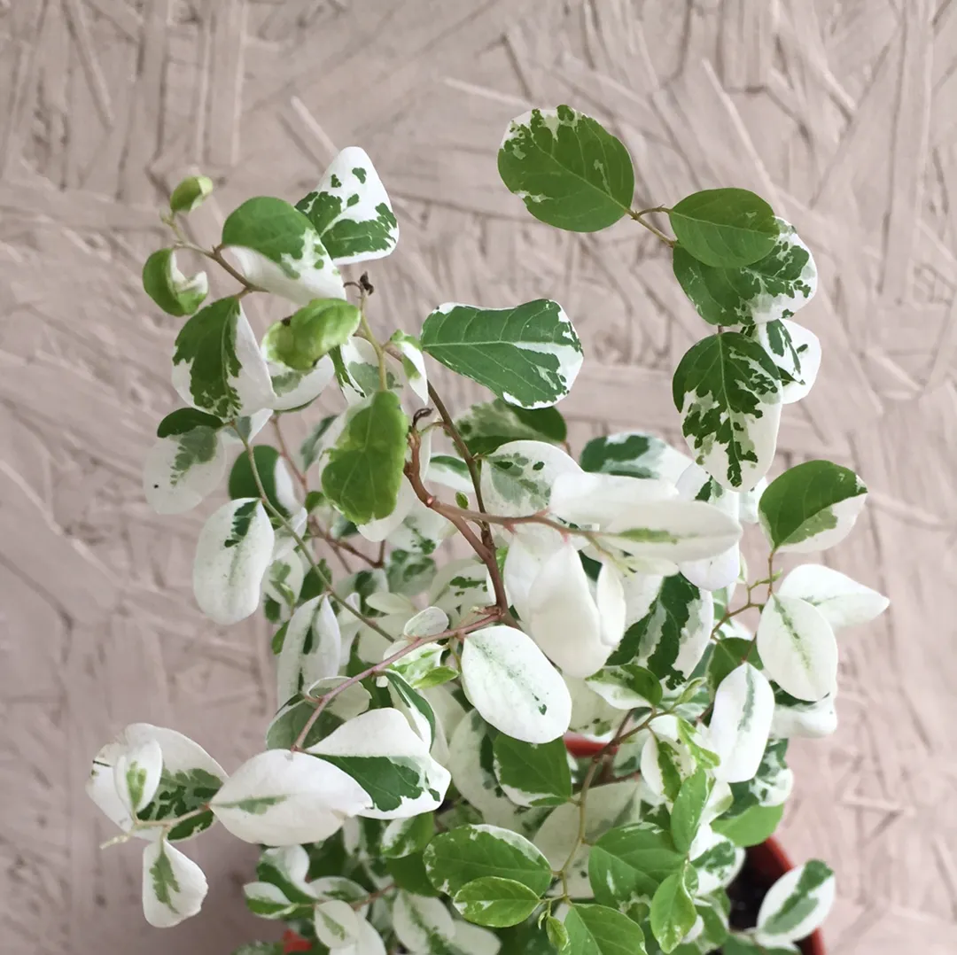 Breynia nivosa "Mini Snow Bush"