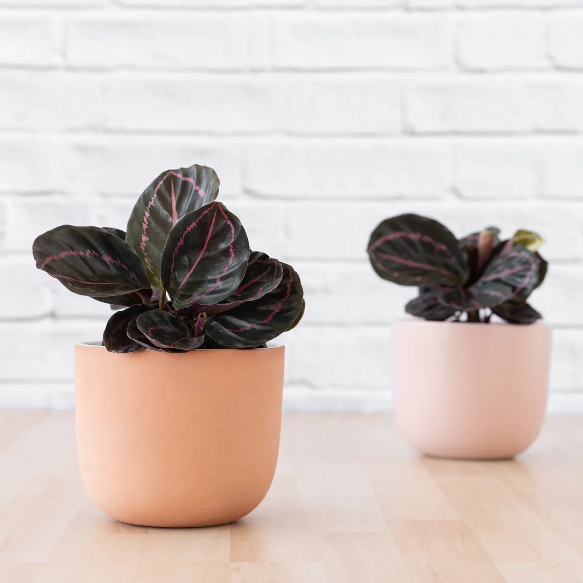 Calathea Dottie