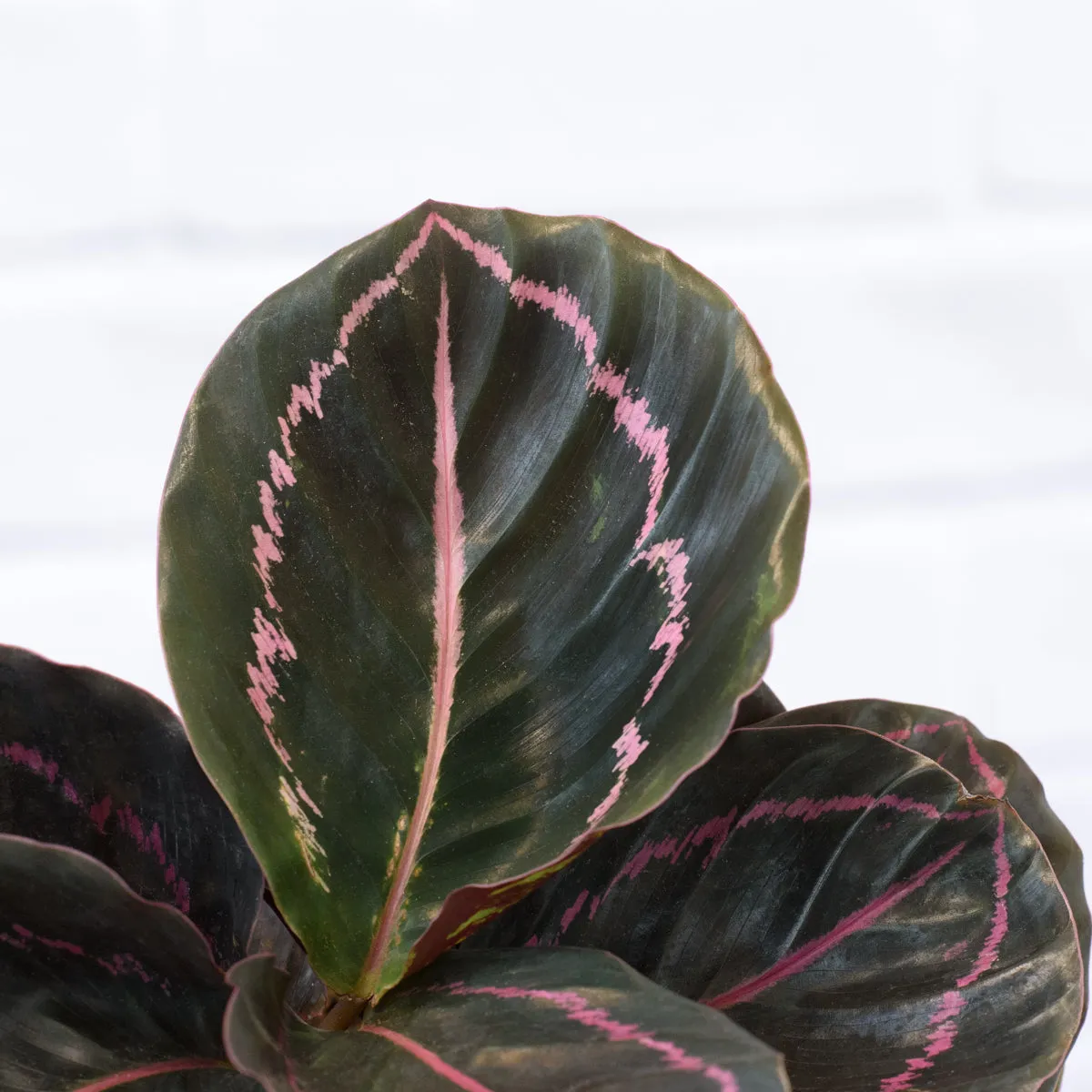 Calathea Dottie