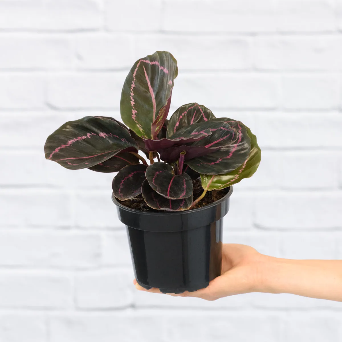 Calathea Dottie