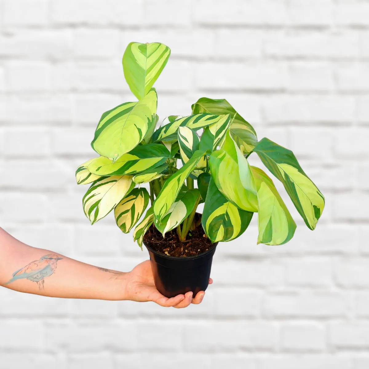 Calathea - Golden Mosaic