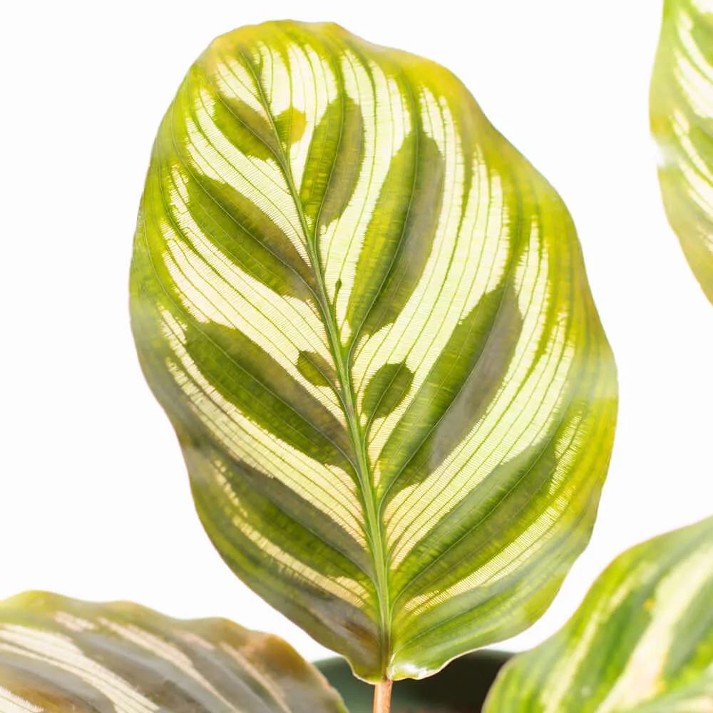 Calathea Makoyana 'Peacock’ Prayer Plant