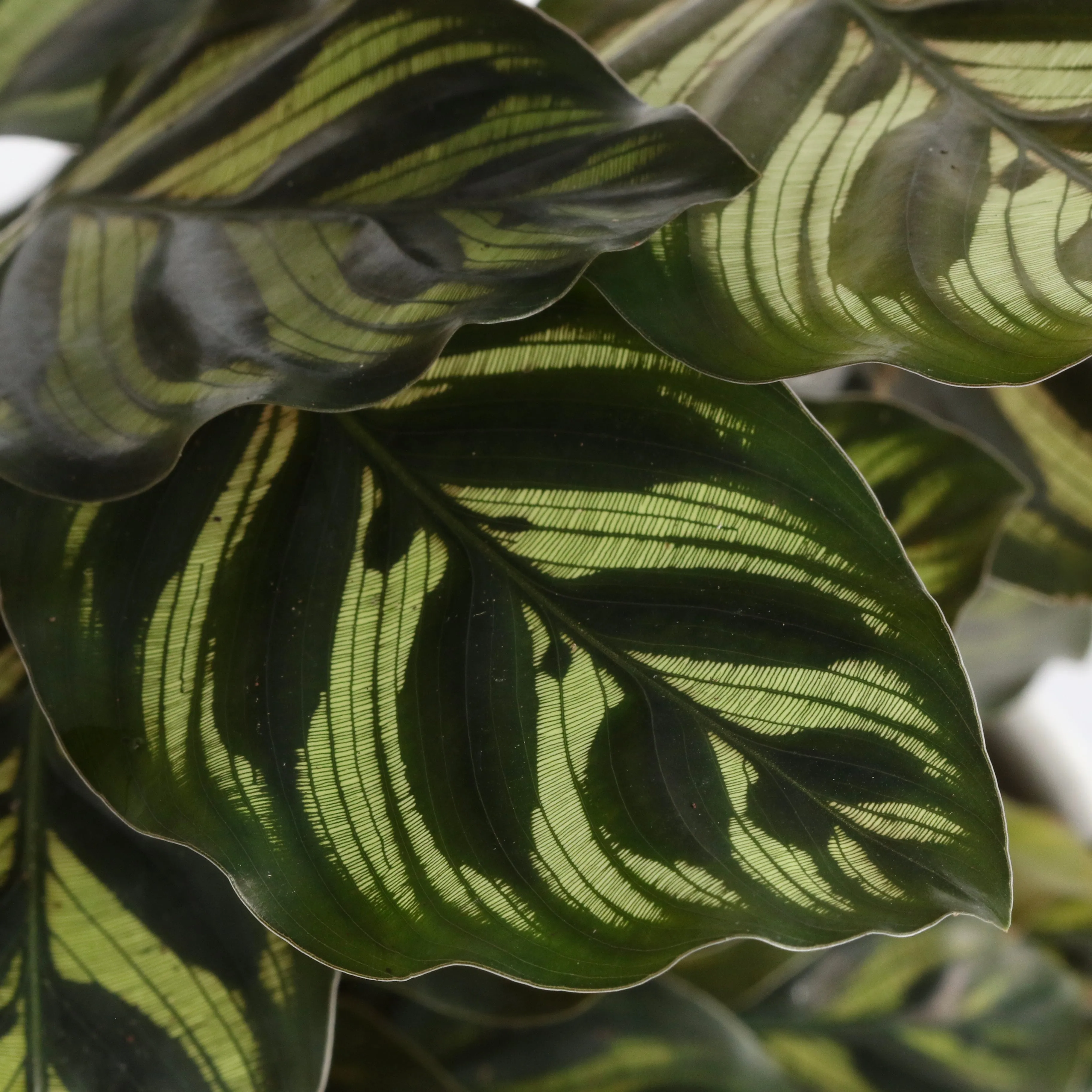 Calathea Makoyana 'Peacock’ Prayer Plant