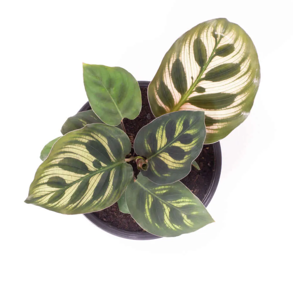 Calathea Makoyana 'Peacock’ Prayer Plant