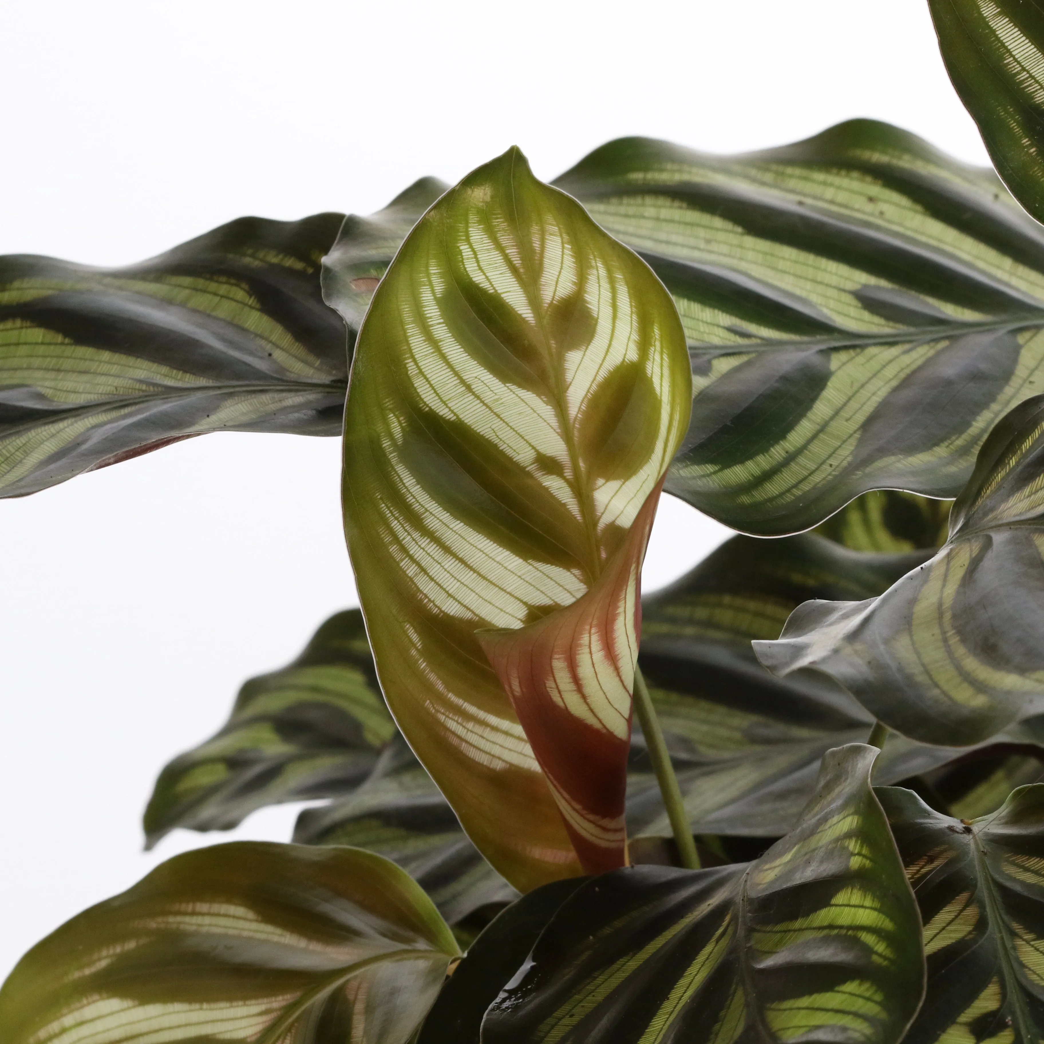 Calathea Makoyana 'Peacock’ Prayer Plant