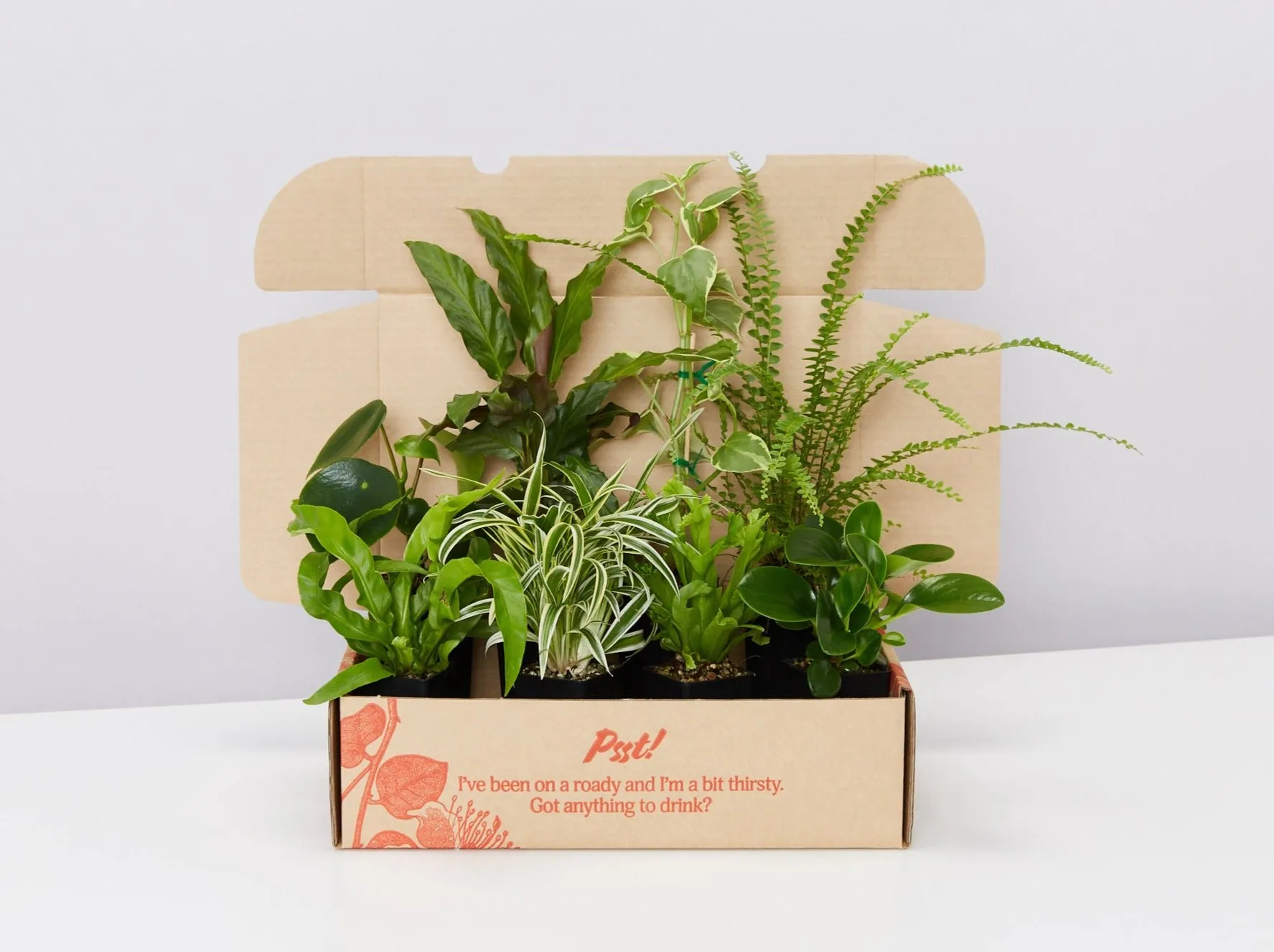 Cat-Friendly Indoor Plant Box 🐈 Non-Toxic