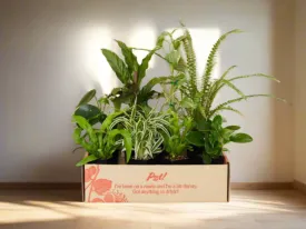 Cat-Friendly Indoor Plant Box 🐈 Non-Toxic