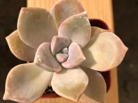 Live Graptopetalum 'Superbum' | Beautiful Graptopetalum