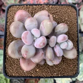 Live Succulent Jewel Leaf Plant | Graptopetalum Amethystinum | Lavender Pebbles