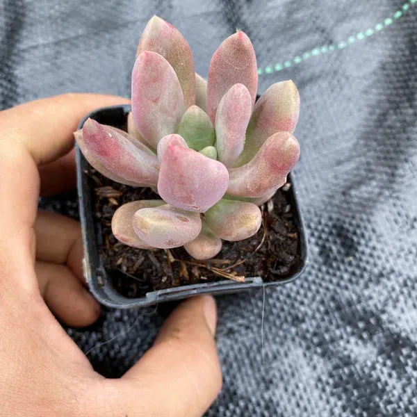 Live Succulent Jewel Leaf Plant | Graptopetalum Amethystinum | Lavender Pebbles