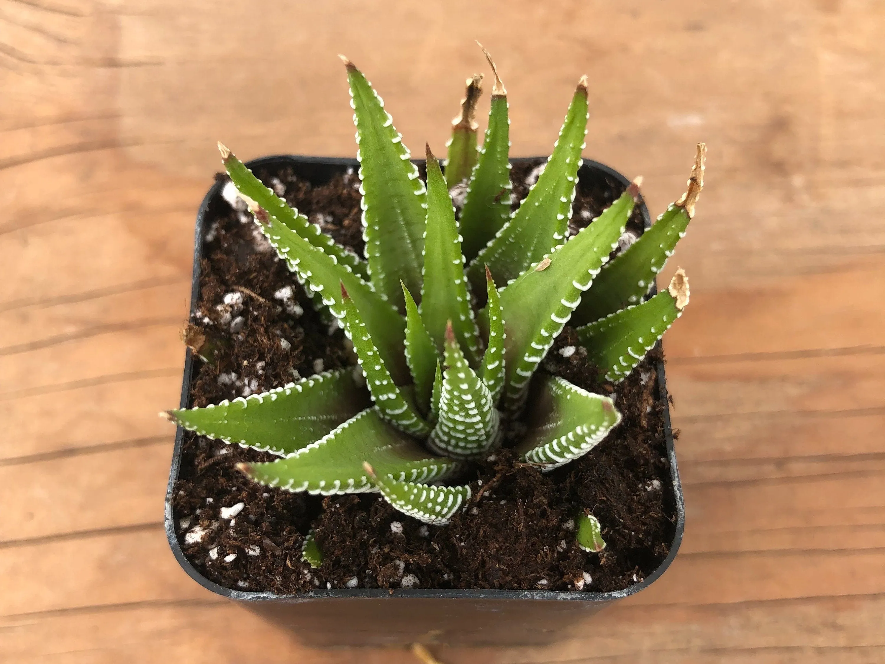 Live Zebra Plant | Haworthia Fasciata | Succulents