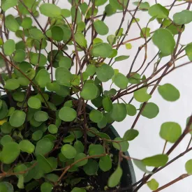 Muehlenbeckia axillaris (creeping wire vine)