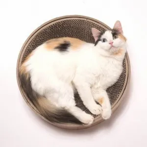 Necoichi Cozy Cat Scratcher Bowl, Oak