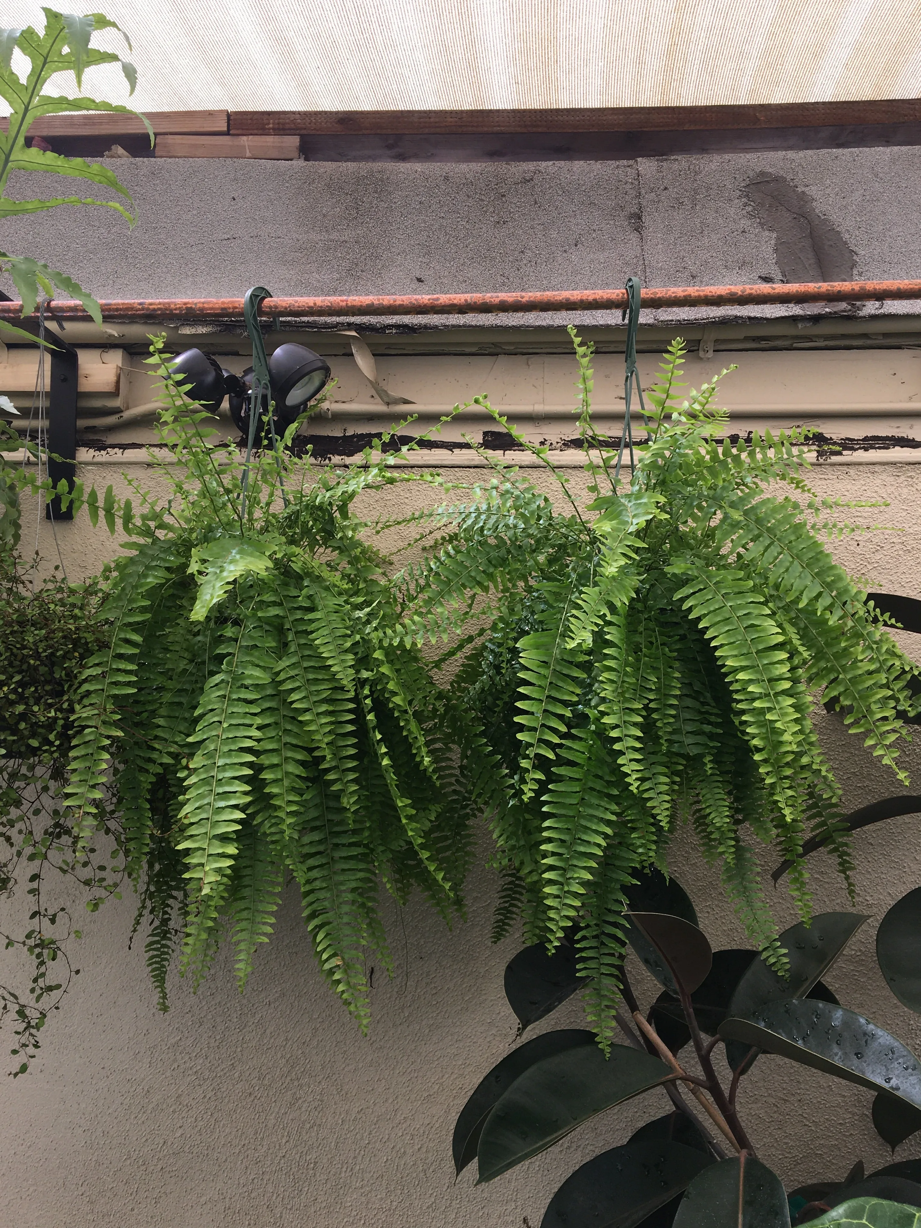 Nephrolepis exaltata (Boston Fern)