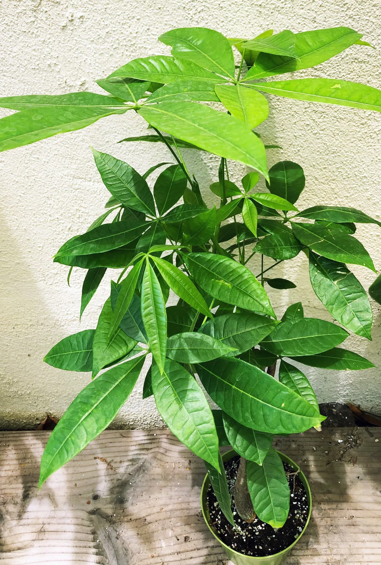 Pachira aquatica (braided money tree)