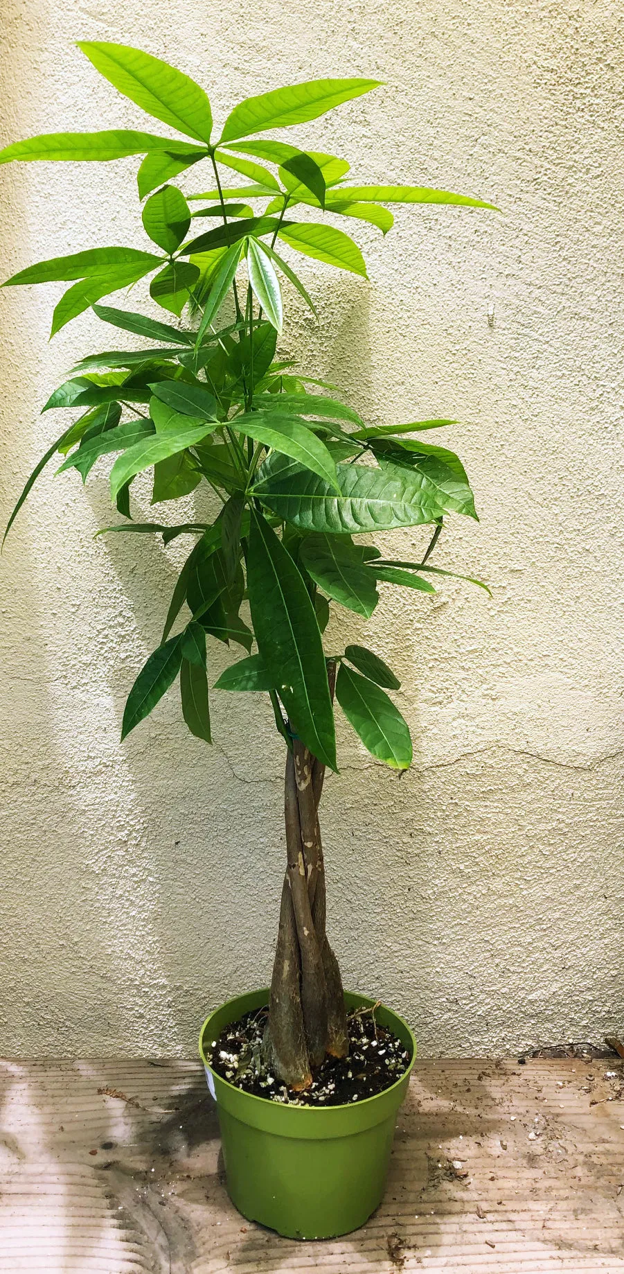 Pachira aquatica (braided money tree)