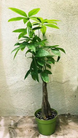 Pachira aquatica (braided money tree)