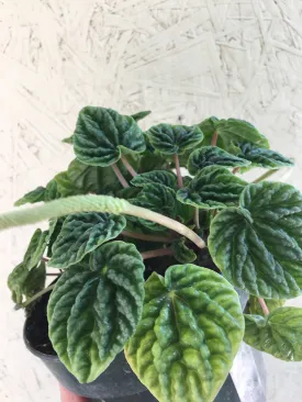 Peperomia caperata