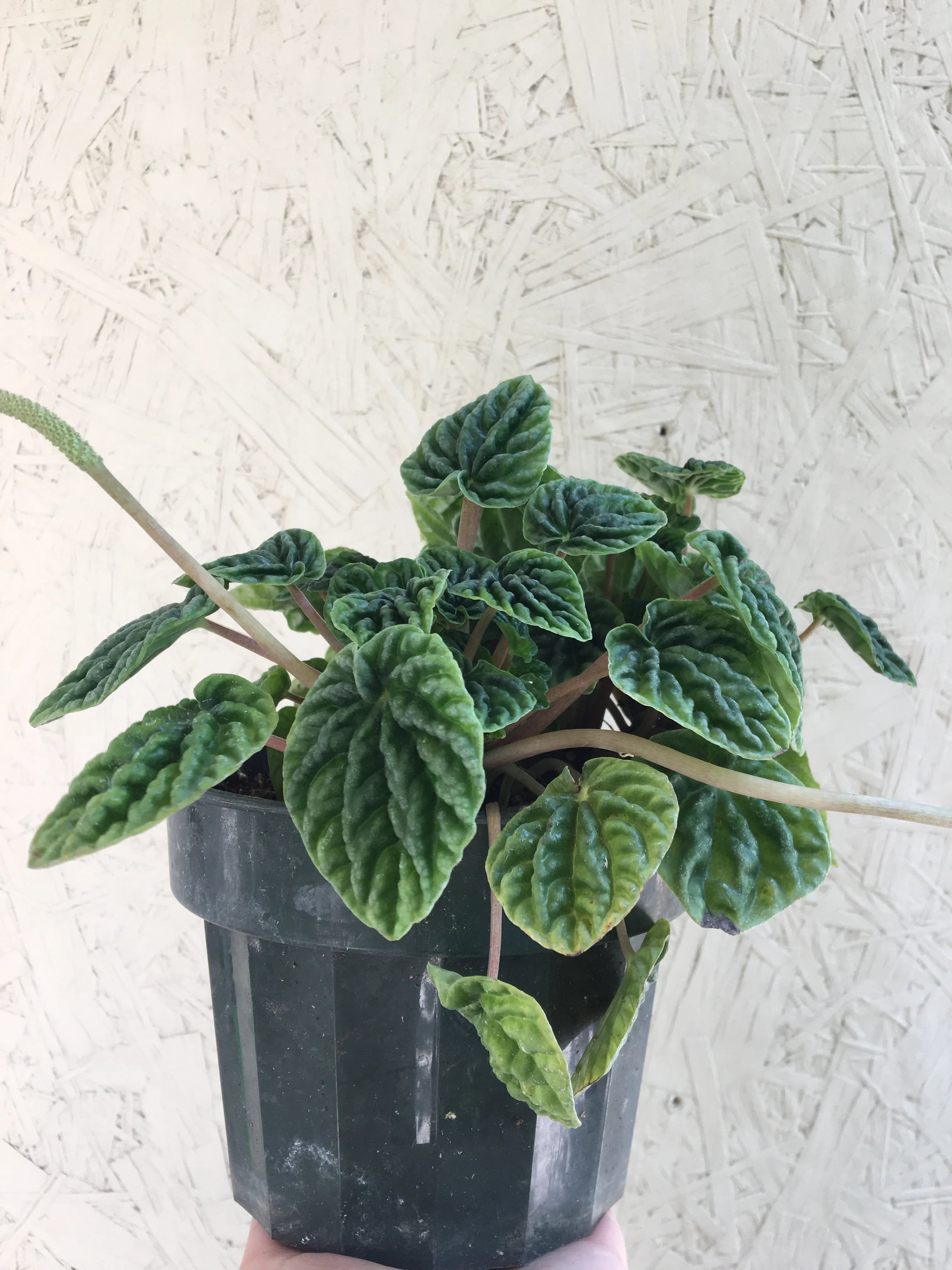 Peperomia caperata