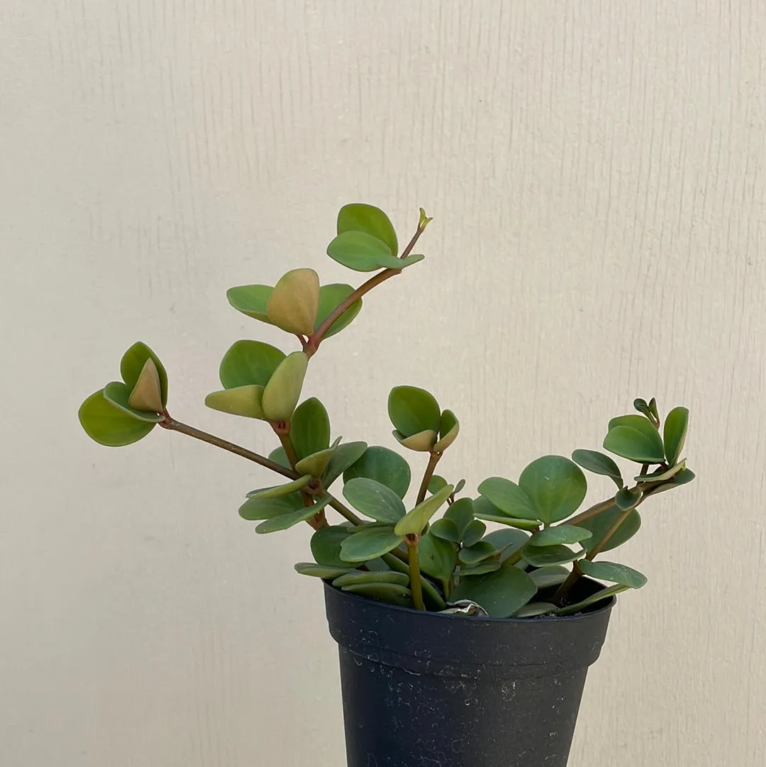 Peperomia Hope