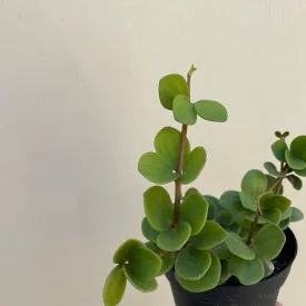 Peperomia Hope