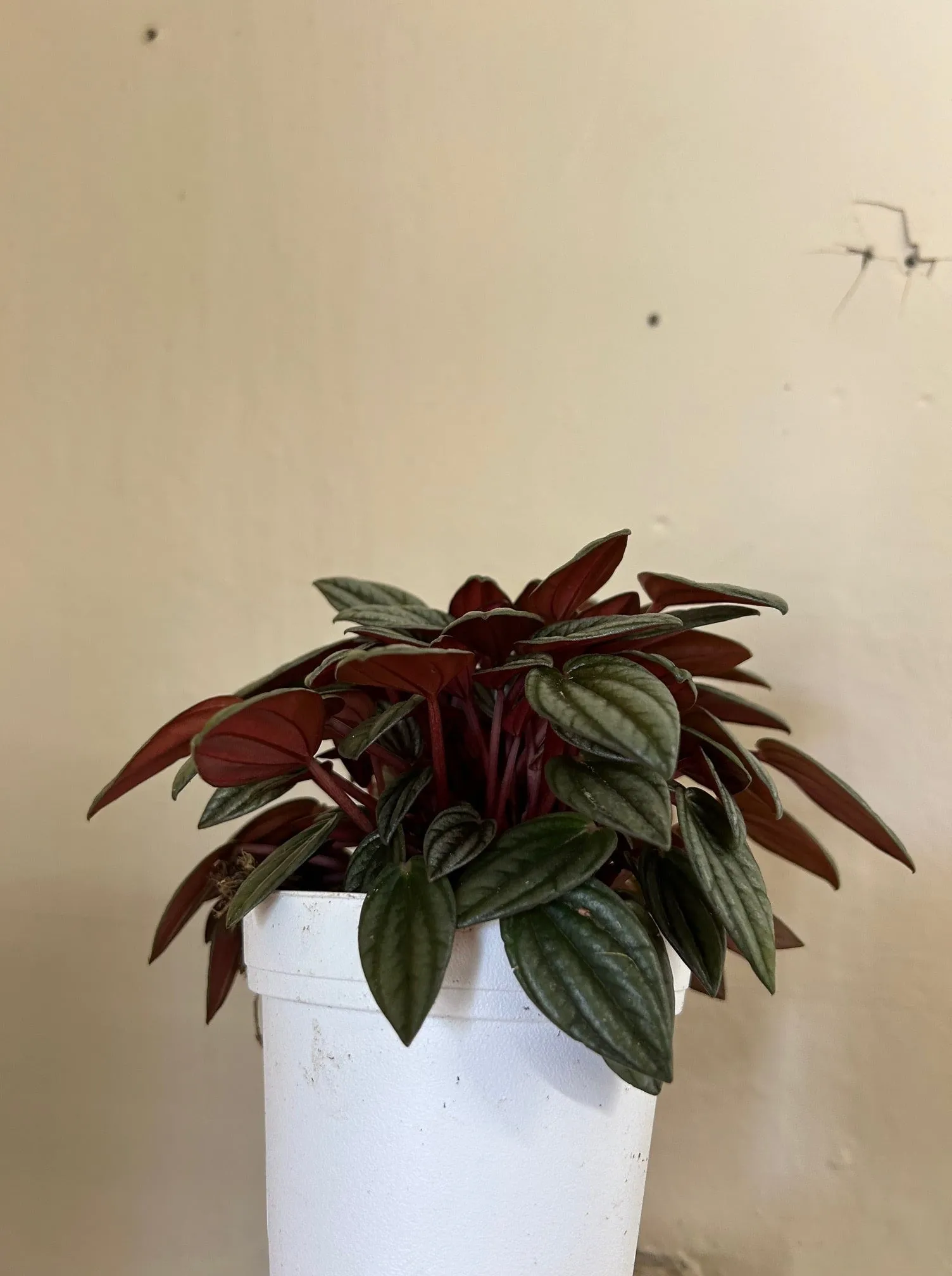 Peperomia San Marino Silver