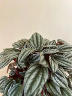 Peperomia San Marino Silver