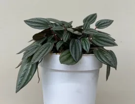 Peperomia San Marino