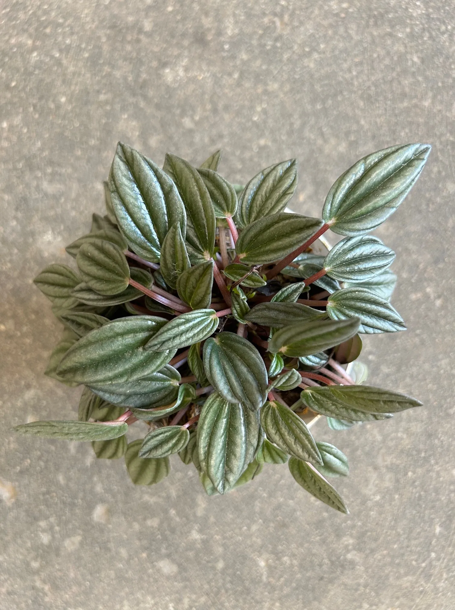 Peperomia San Marino