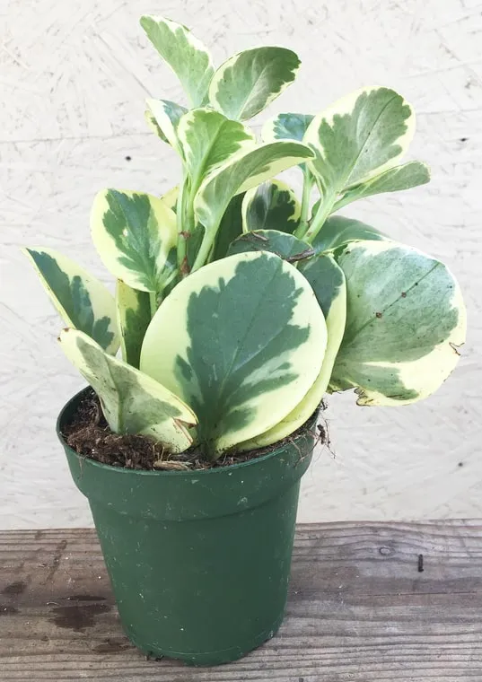 Peperomia variegata