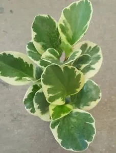 Peperomia variegata