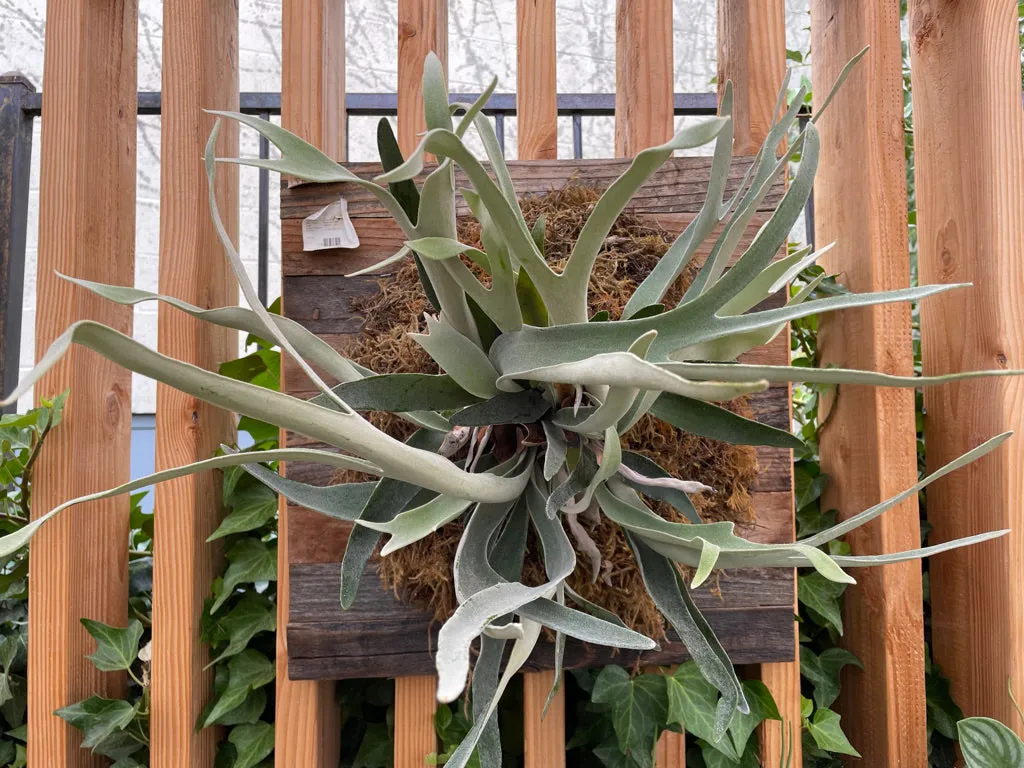 Platycerium veitchii Silver mounted (staghorn fern)