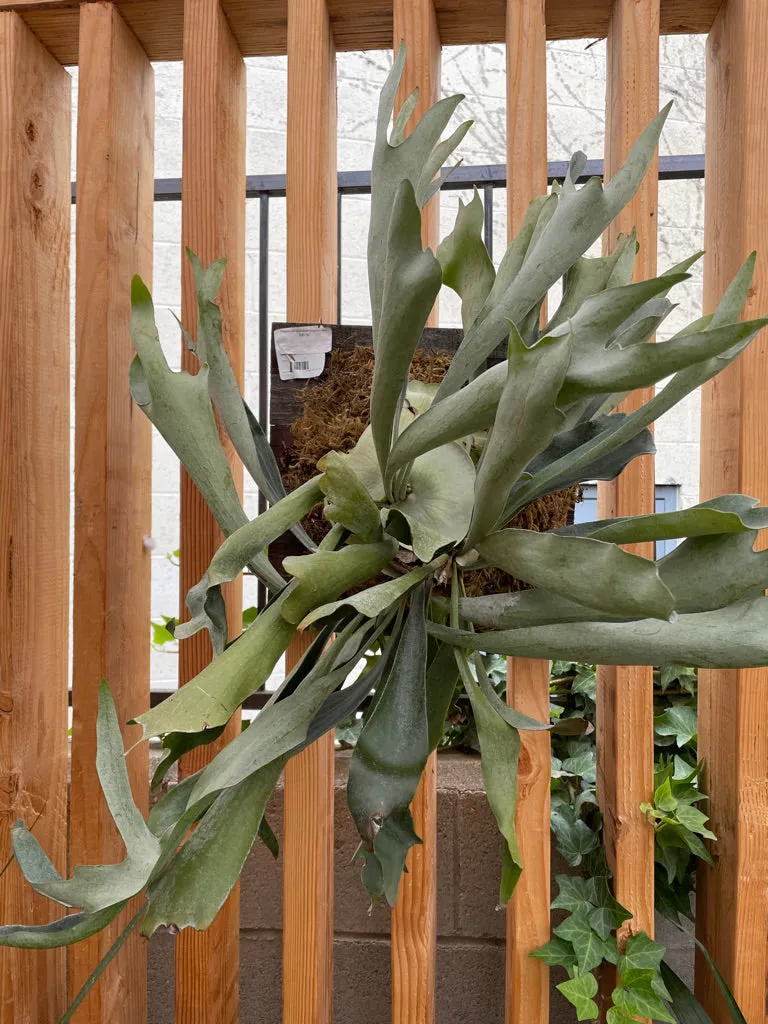 Platycerium veitchii Silver mounted (staghorn fern)