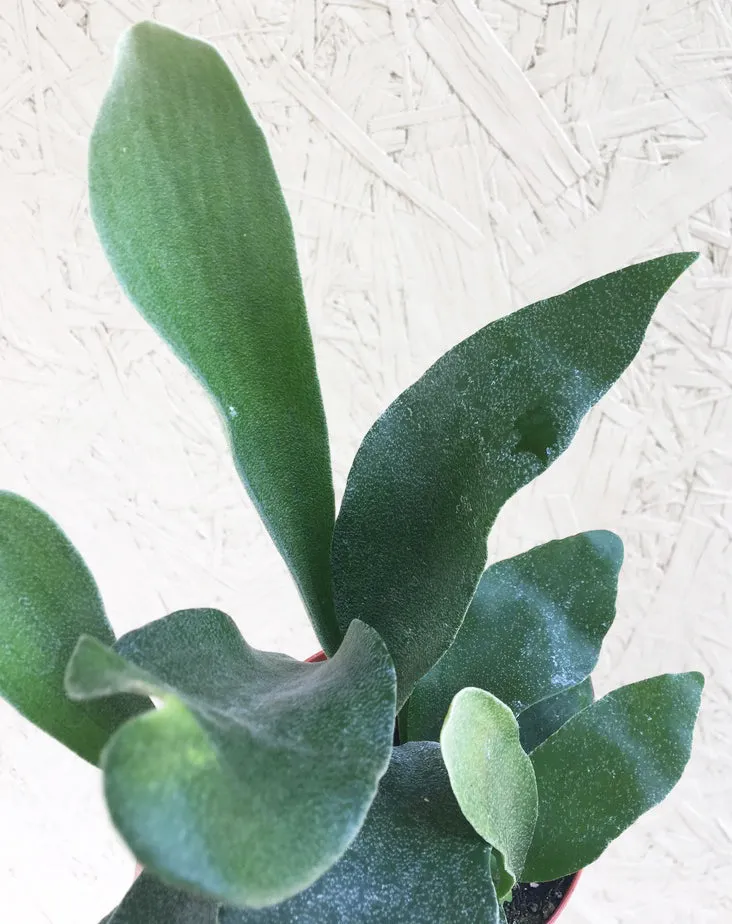 Potted Staghorn Fern