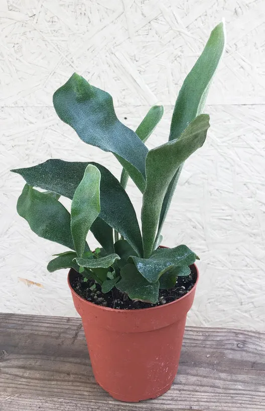 Potted Staghorn Fern