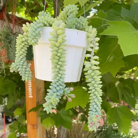 Sedum morganianum (burros tail)