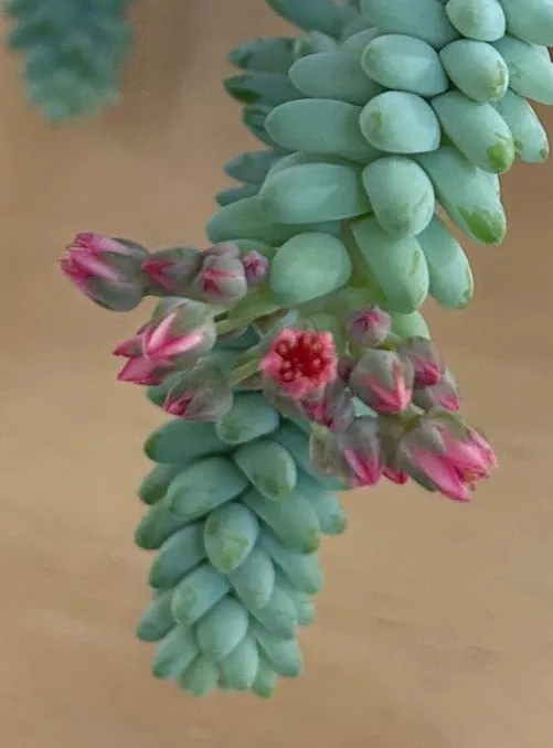 Sedum morganianum (burros tail)