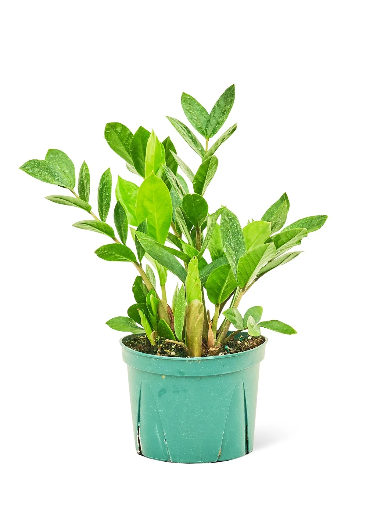 ZZ Plant